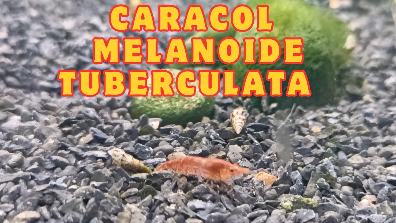 Caracol Melanoide Tuberculata un dolor de cabeza