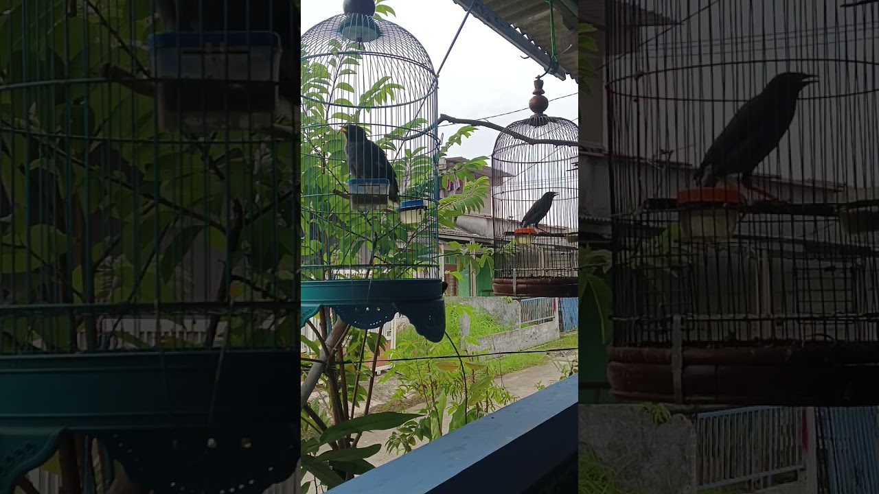 Pancingan suara jalak,Jalak anda pasti ikut nyaut #kicaumania #jalak #bird #birds #viral #fyp