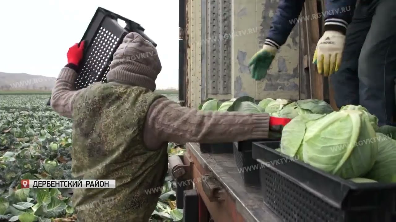 В с.Джалган Дербентского района идет сбор урожая капусты