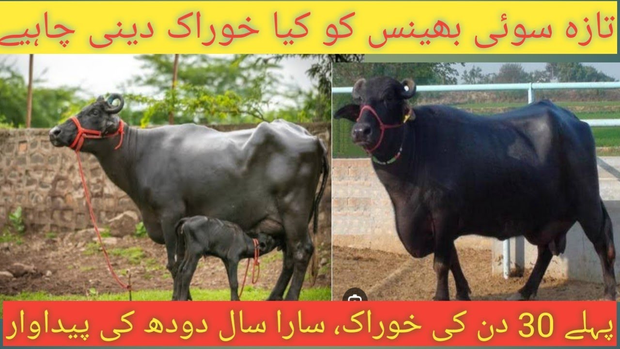 Feed Management of buffalo/cow after delivery|First 30 days feed|بچہ دینے کے بعد کیا کھلایا جائے