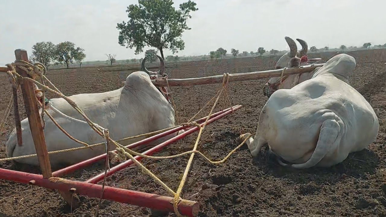 Bulls farming in cotton Field | ploughing with Bulls