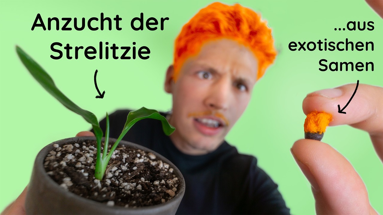 Strelitzie aus Samen ziehen (strelitzia reginae) - Tipps zu Samen, Standort, Substrat und Gießen