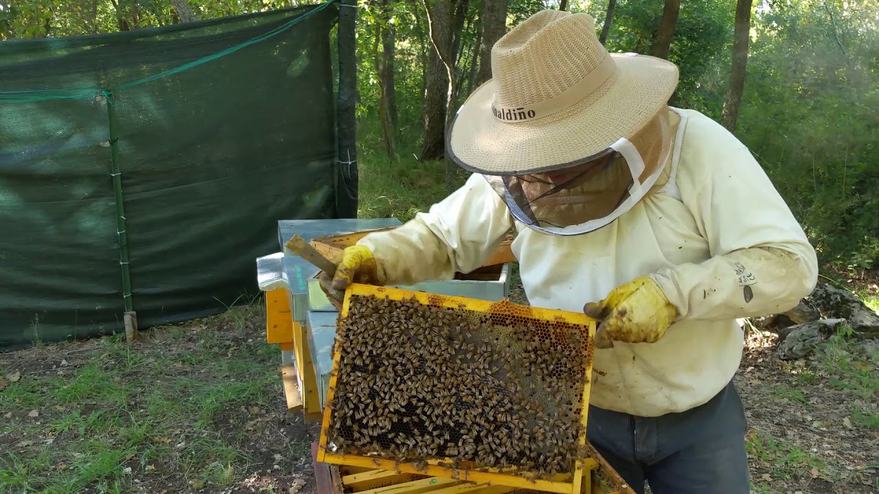 Apicoltura 2019: bilanciamento scorte e controllo blocco di covata