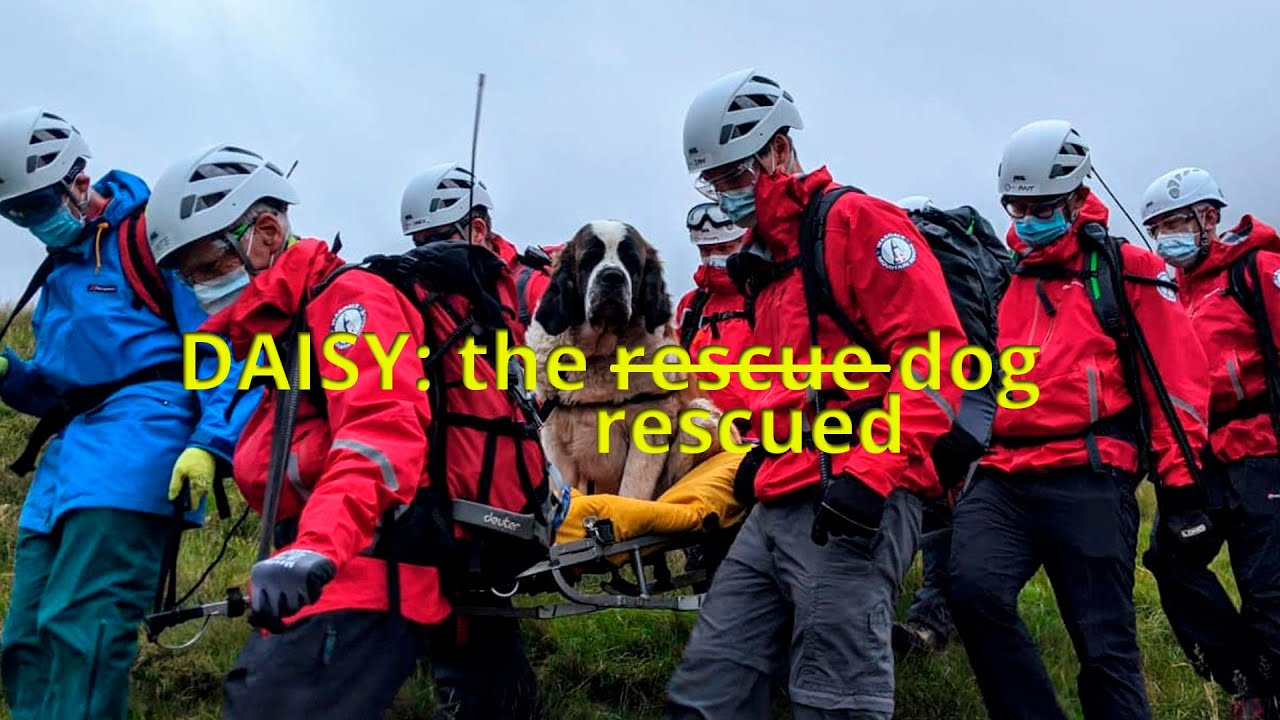 Daisy: the Saint Bernard that had to be rescued