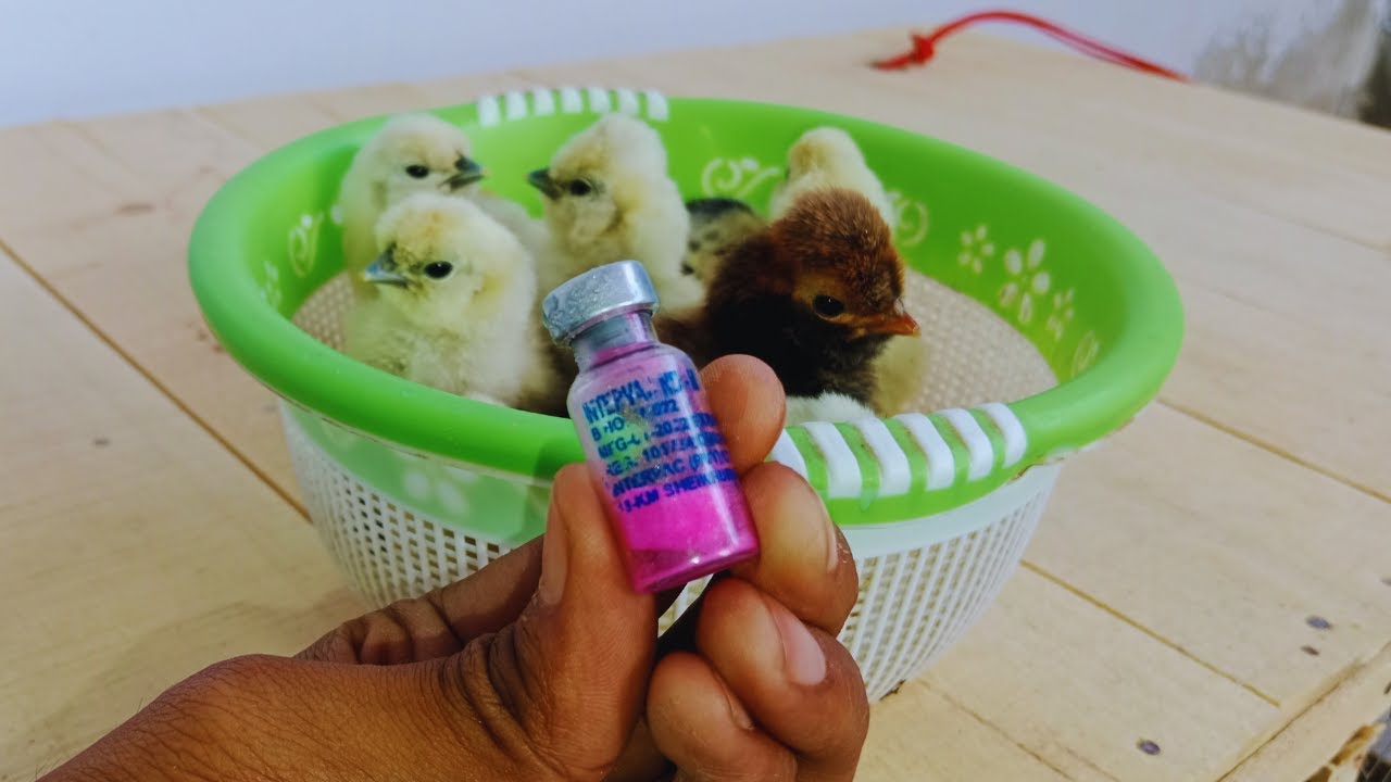 Chuzo Ki Vaccine Karnay Ka Tarika || چوزوں کی ویکسین کرنے کا طریقہ پہ 🐥💉 || Vaccine Tutorial