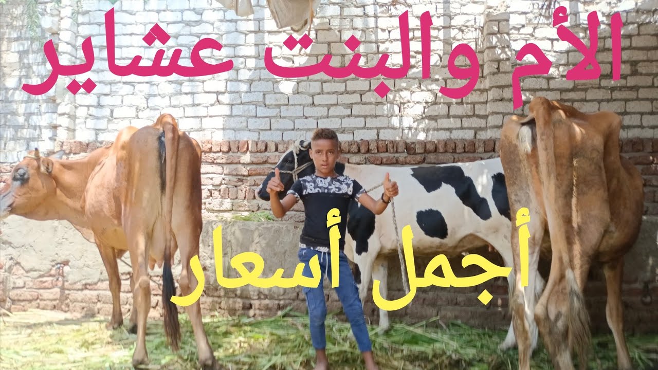 جمعه مباركه على الجميع أتفرجو علي الجديد من أبو فارس ٢٢/ ٨/ ٢٠٢٥م