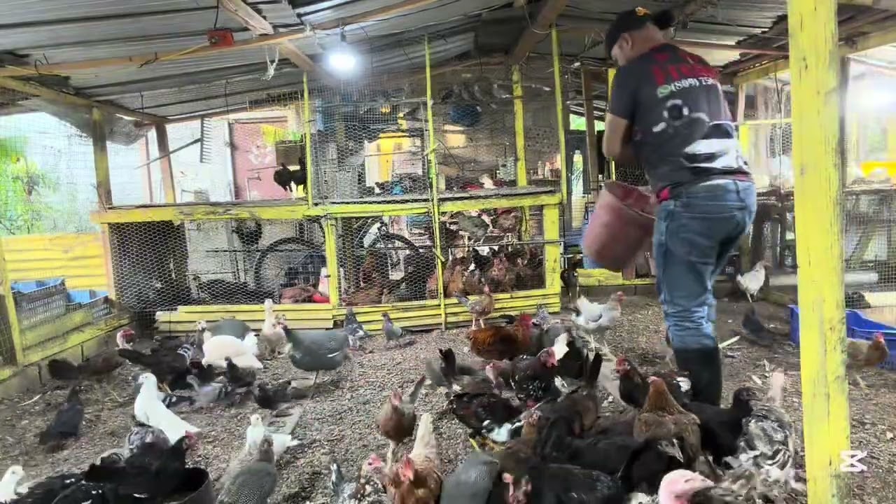 Alimentando mis crías y dándole pasto (hiervas)#gallina #pavo 