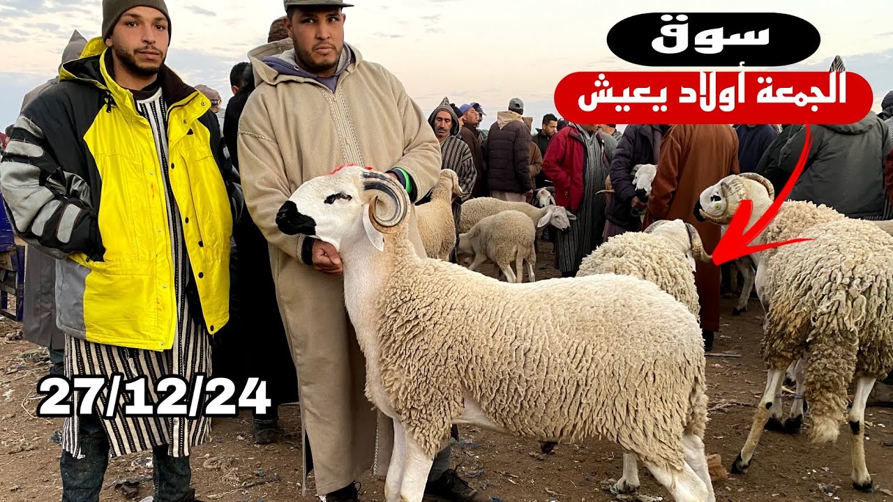 اليوم من سوق الجمعة أولاد يعيش جهة بني ملال 27/12/2024 مع تمن حولي و النعجة و حولية 🐑🐑🇲🇦