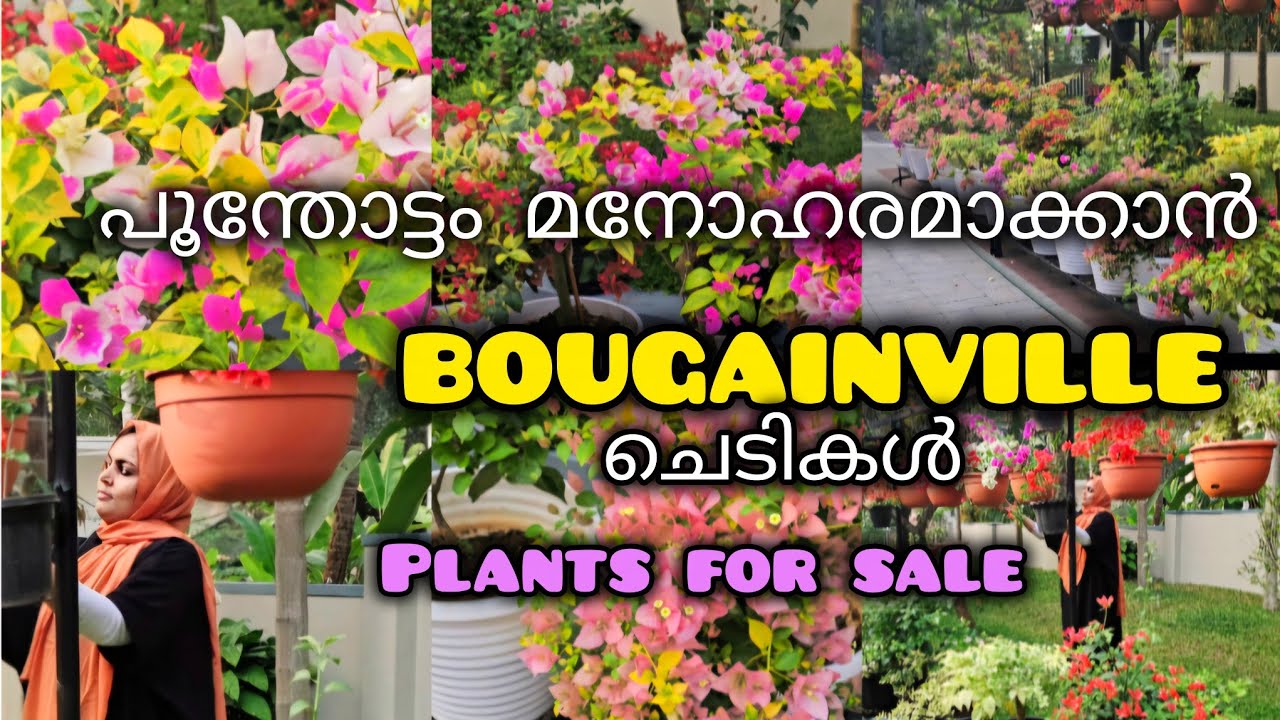 പൂന്തോട്ടമൊരുക്കാം #bougainvillea ചെടികൾ കൊണ്ട് #plantsforsale 