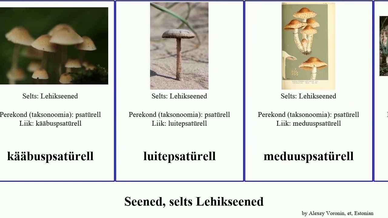 Seened, selts Lehikseened fungus psat&uuml;rell Agaricales hallikaspruun luitepsat&uuml;rell Coprinaceae One