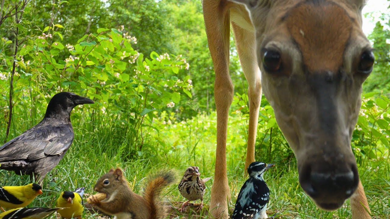 Dog TV &bull; Cat TV - Deer and Forest Friends Up-Close 🦌 Relaxing Nature for Pets and People