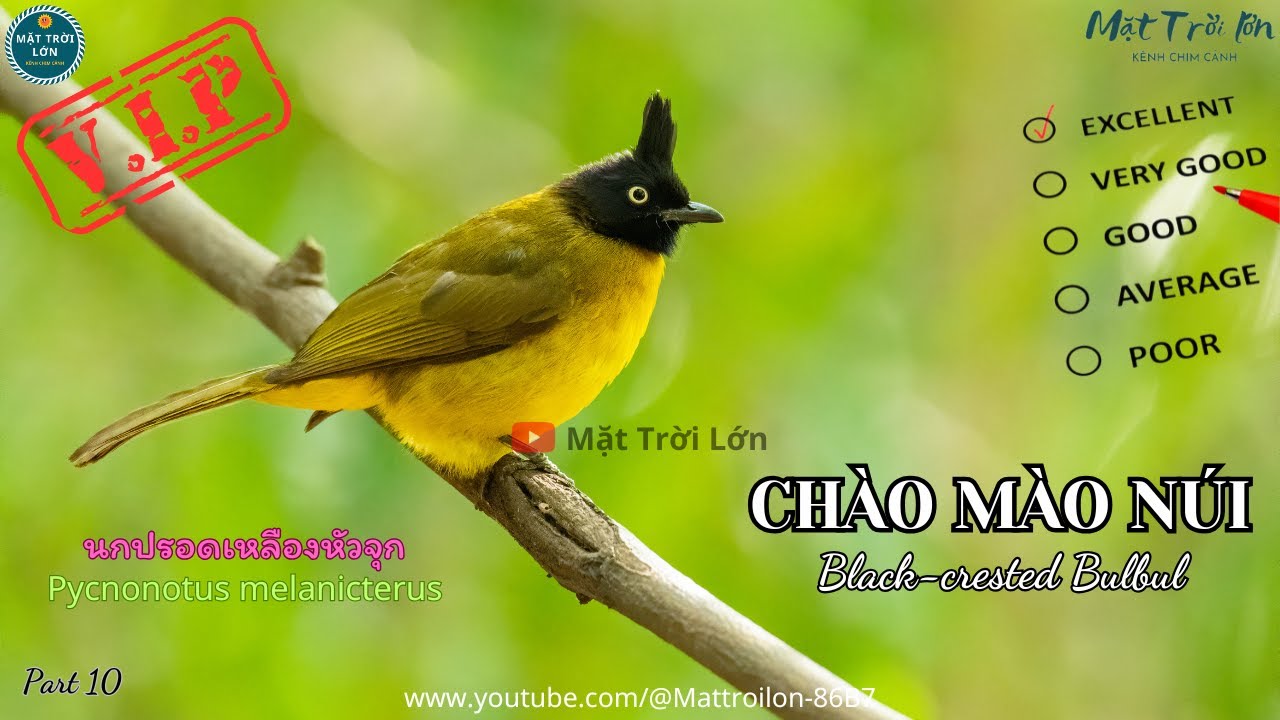 ✅Tiếng chim Chào mào núi mồi chuẩn MP3 | Black-crested Bulbul | นกปรอดเหลืองหัวจุก (P8)