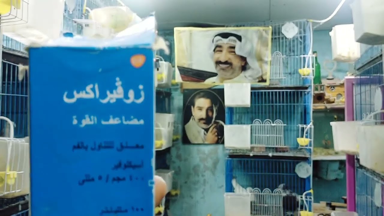 اقوى مصل للحمام للوقايه من مرض الروشه ومرض الجدري ومرض السلامونيلا عند الحمام