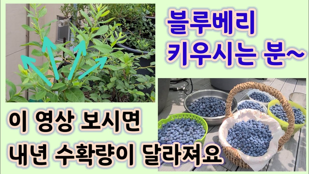 블루베리는 이렇게 키워요 / 블루베리 재배 지침서 #1 /  옥상에서 블루베리 키우는 법