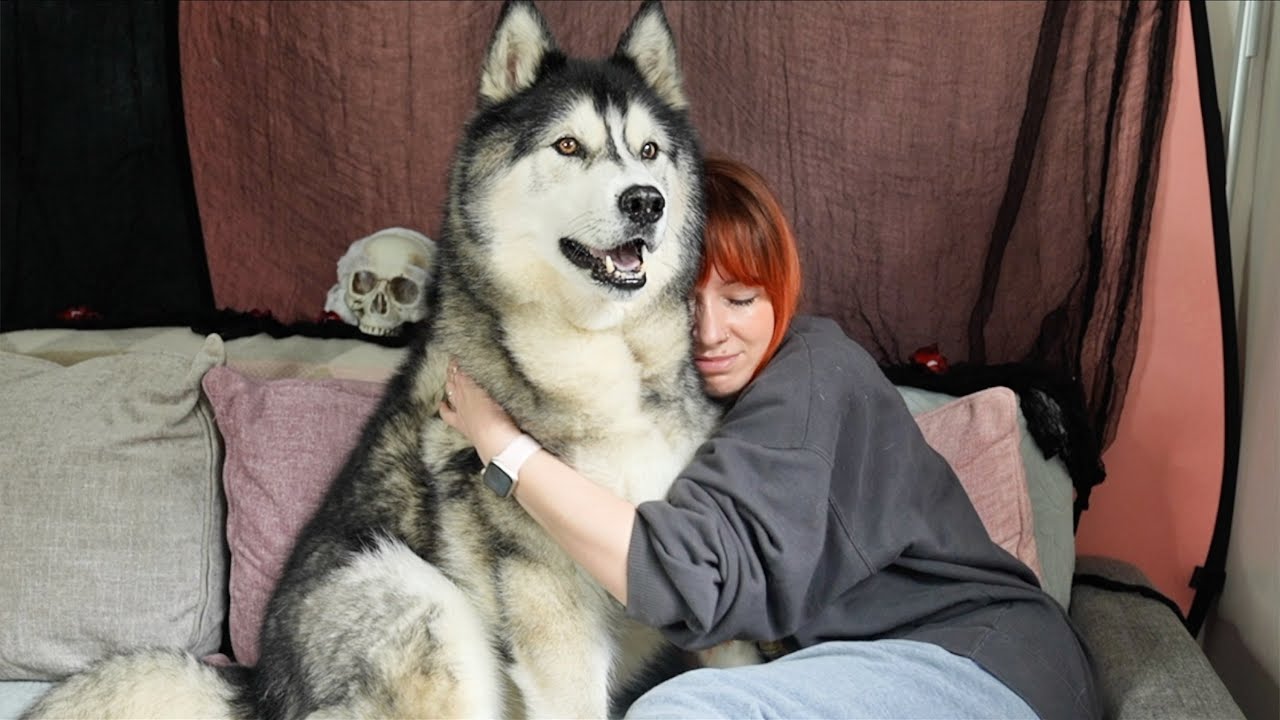 Cuddling My GIANT Husky For As Long As He Lets Me!