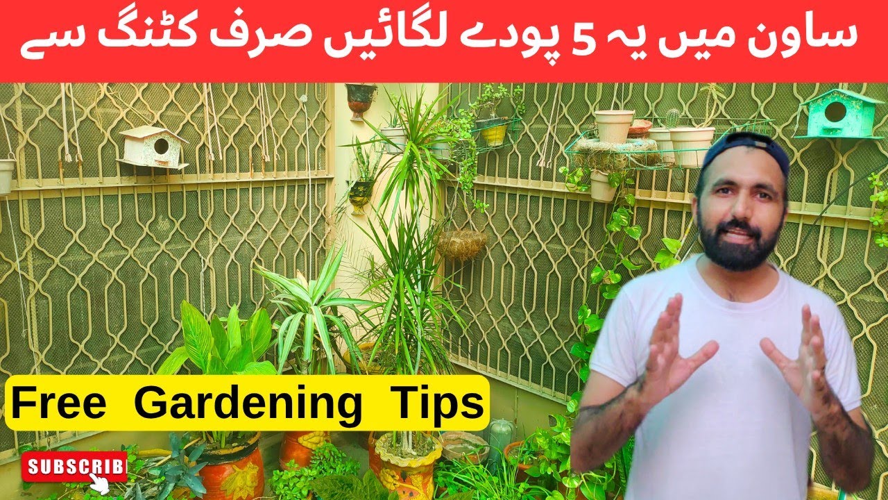 Grow These 5 Plants from Cuttings This Monsoon (Sawan Special)|Easy Gardening Tips #plants #garden
