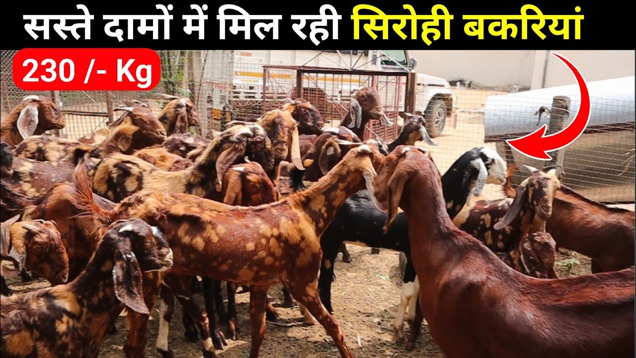 सस्ते दामों में सिरोही बकरियां उपलब्ध || Cheapest Sirohi Goat