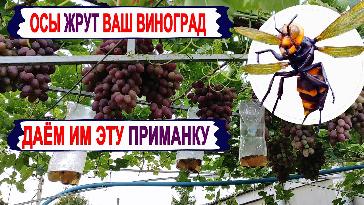 🍇 Как бороться с осами и шершнями на винограде. Эта ПРИМАНКА привлекает ос лучше, чем сам виноград.