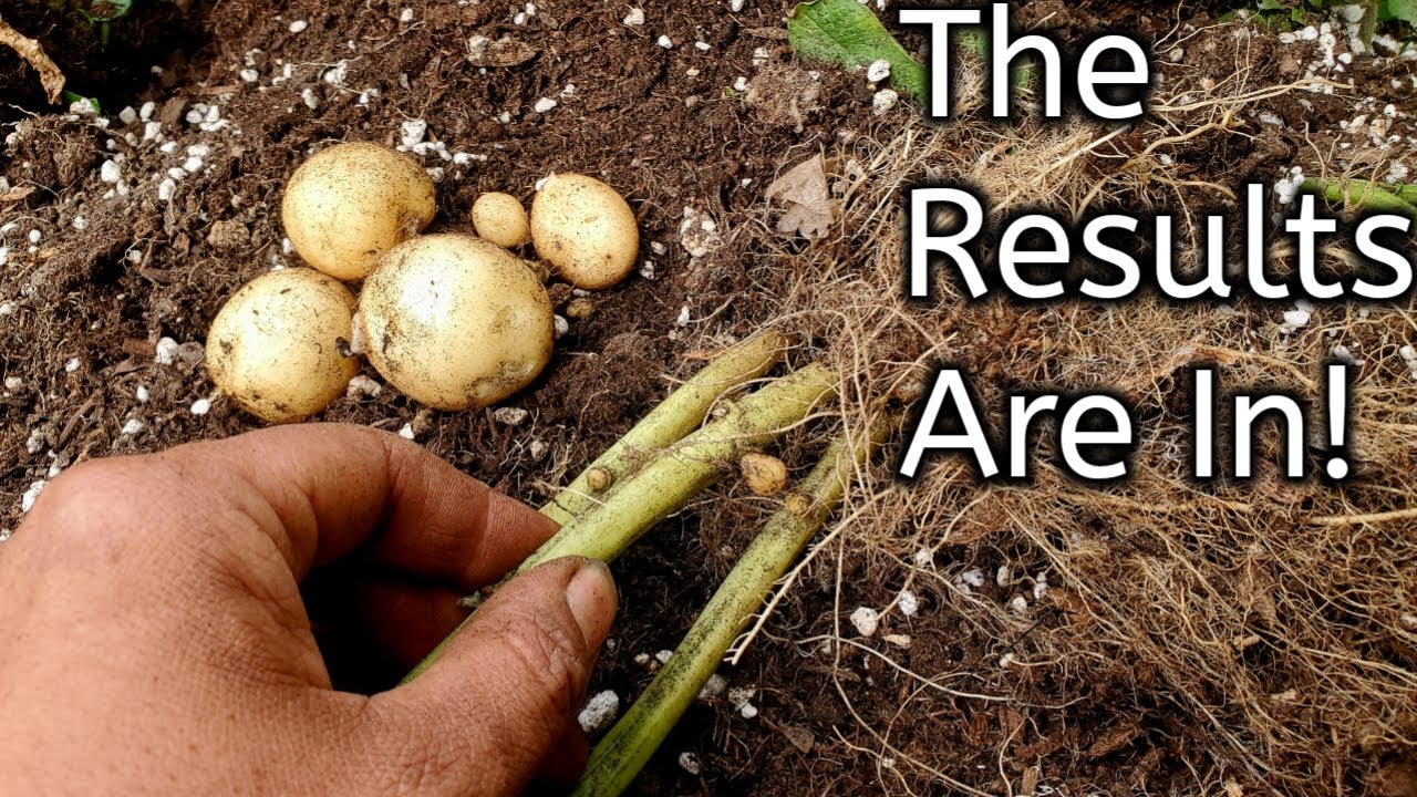 Indeterminate VS Determinate Potatoes- RESULTS!