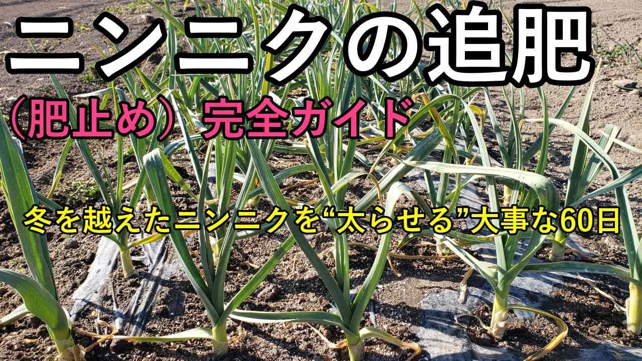 にんにくの結球肥大を支える重要な６０日｜肥止めの見極めと病気抑制