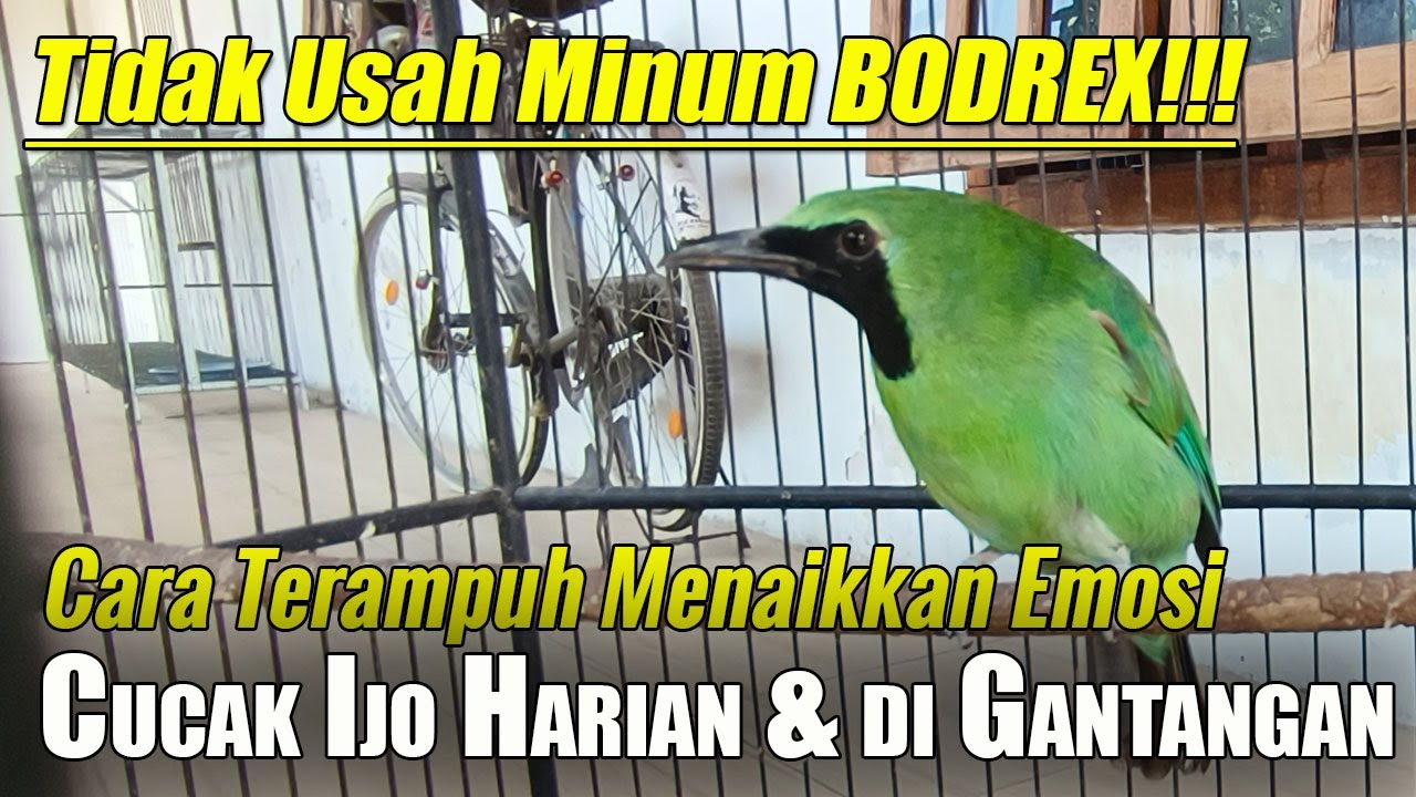 TERKUAK! TIPS CARA MENAIKKAN EMOSI BURUNG CUCAK IJO |  MENGATASI CUCAK IJO KURANG EMOSI DI GANTANGAN