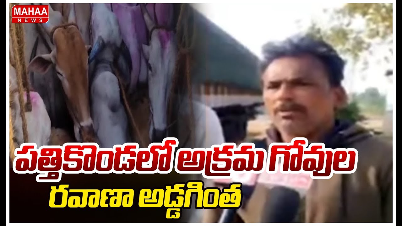పత్తికొండలో అక్రమ గోవుల రవాణా అడ్డగింత | Kurnool District | Mahaa News
