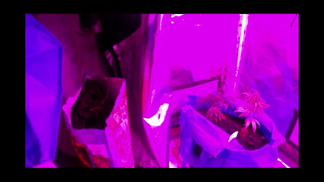 PerrArt420 Tent ReSet TNBNaturals ToySoja420 Sojanetics on 1212 The Enhancer from TNB Naturals #tnb