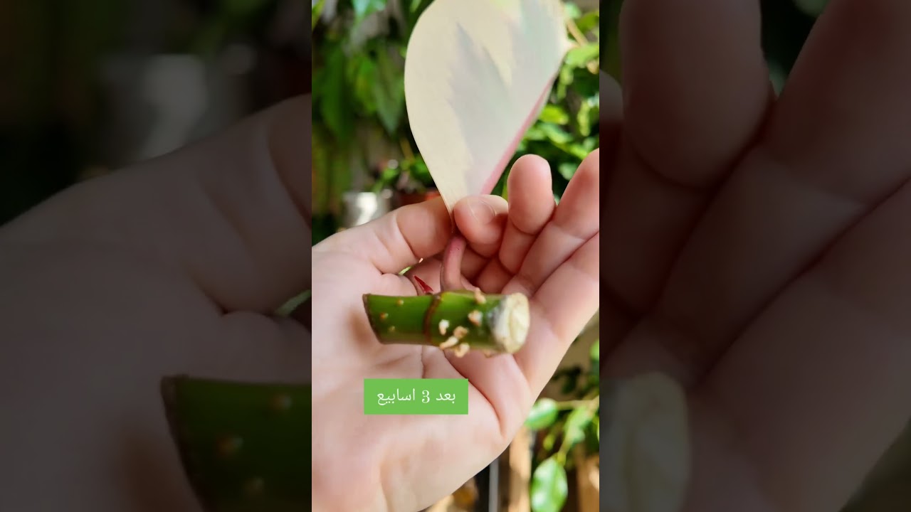 تجذير نبات المطاط #نباتات