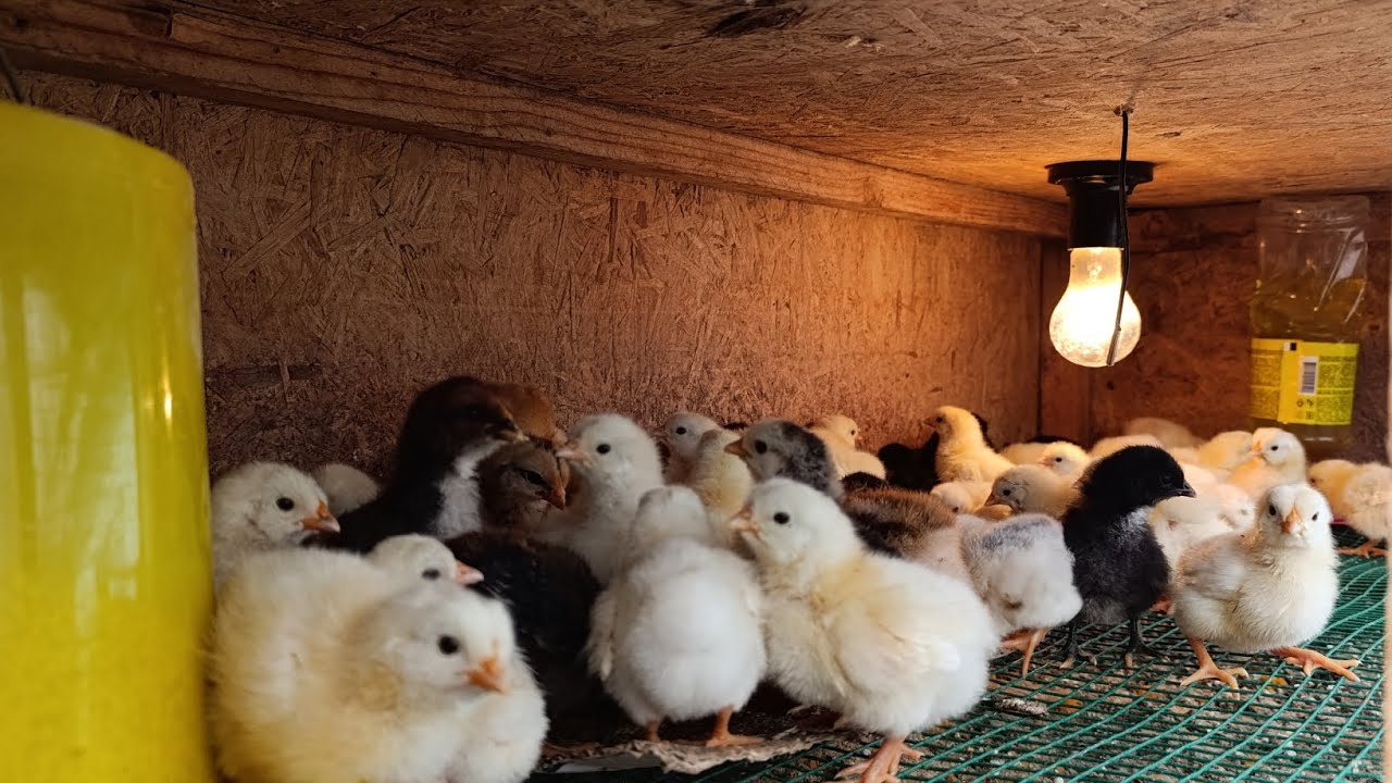 Уй Шароитида Жужа Бокиш Сирлари Кандей Бокиш Керак 3 4 Кунлик Жужани