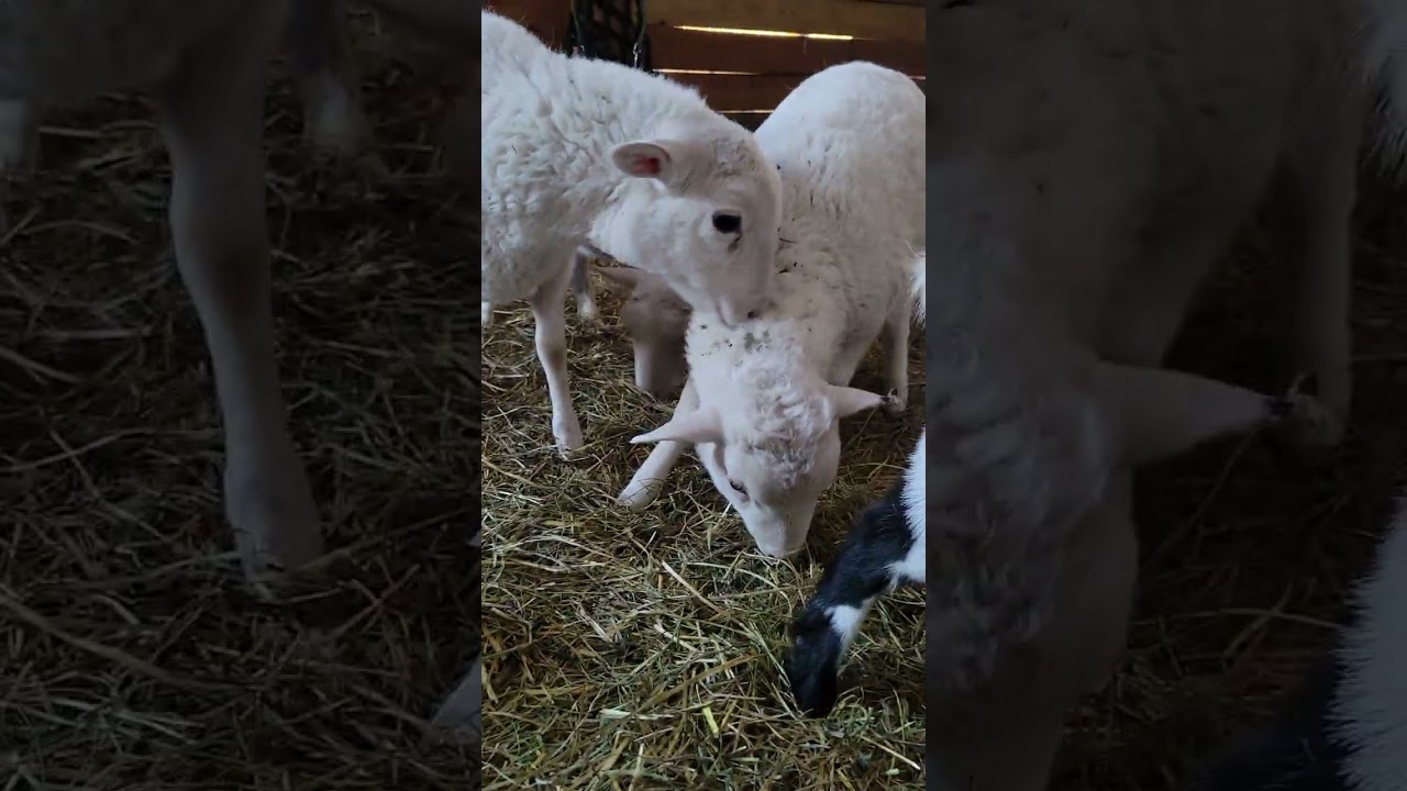 Feeding time for some baby goats, sheep, and such