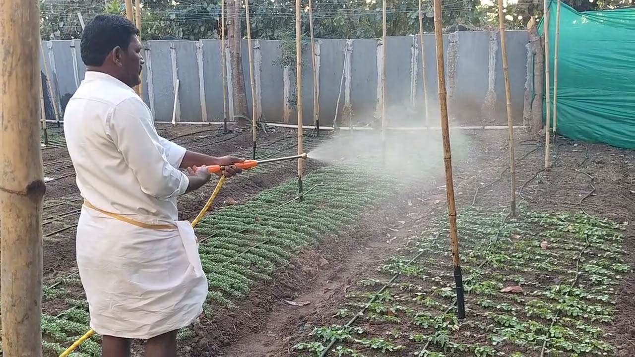 పోర్టబుల్ బ్యాటరీ స్ప్రేయర్ తో "జై కిసాన్ అక్షయపాత్ర నమూనా" పంటలకు స్ప్రే చేస్తున్న దృశ్యాలు ..