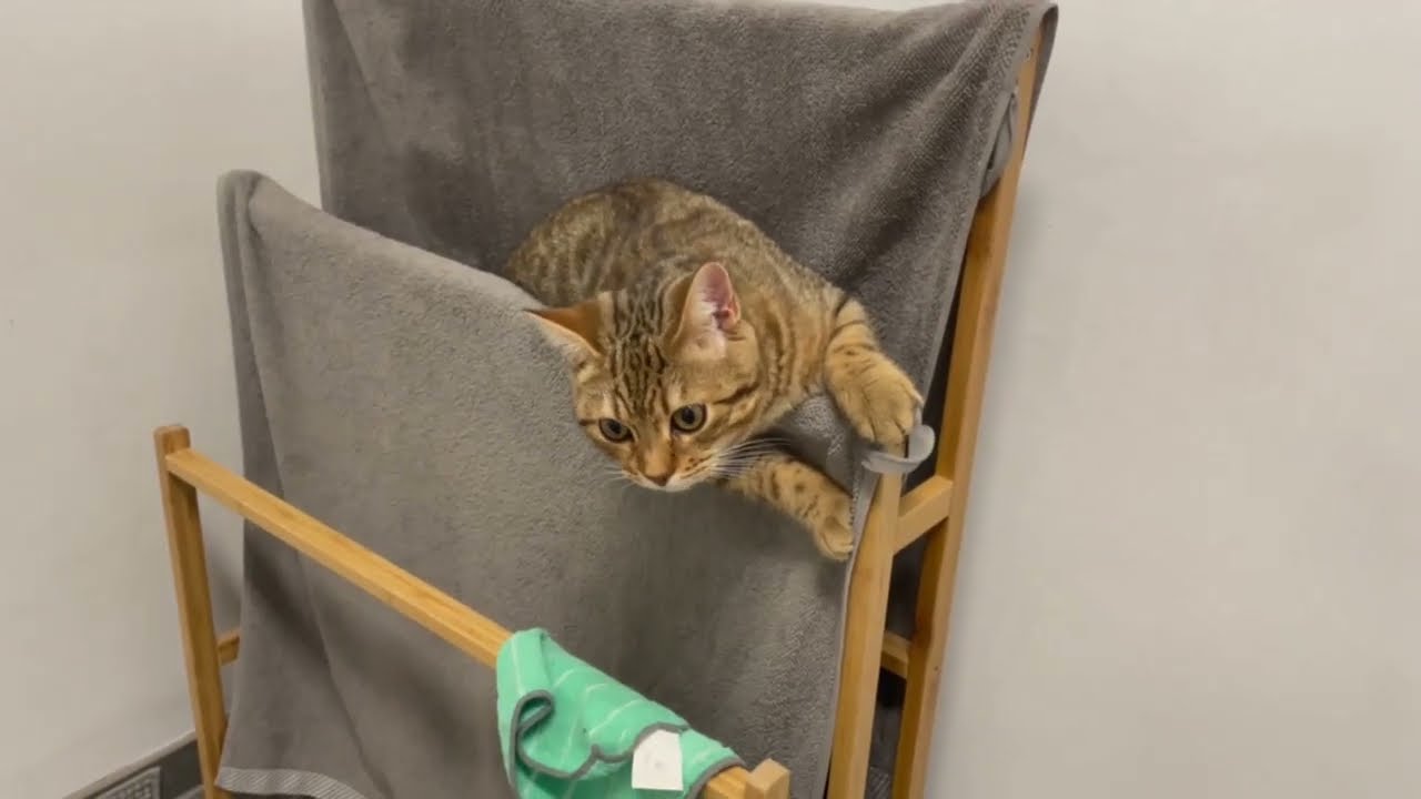 Cat Stuck On Towel Rack!