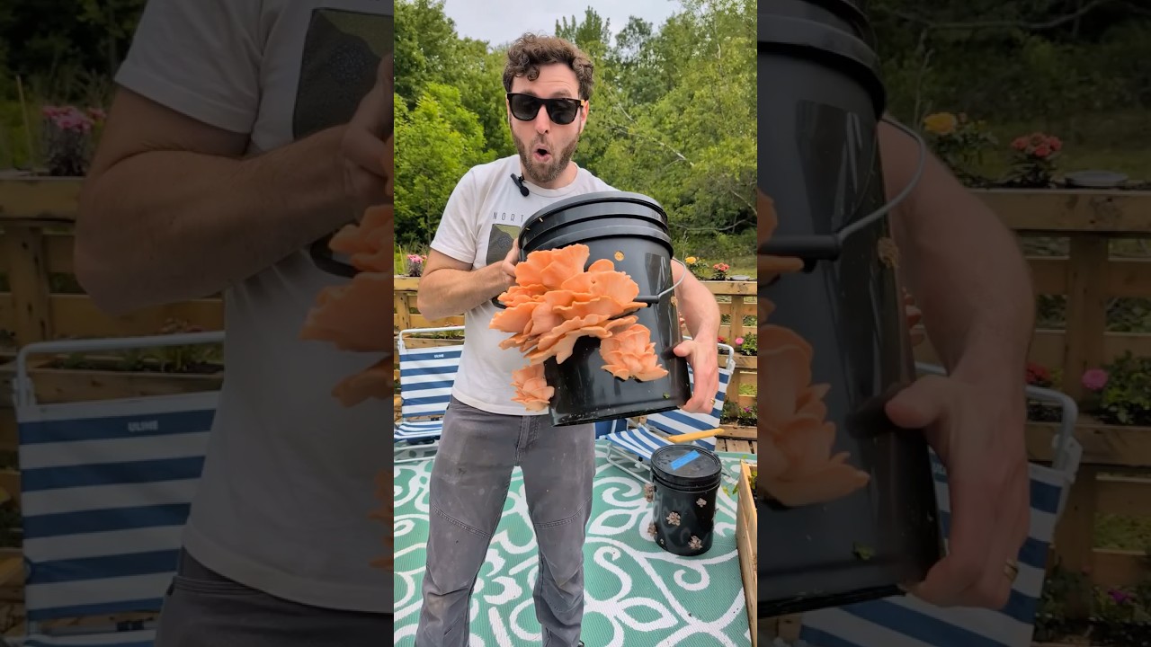 Grow Mushrooms in a MushBucket! | Container Gardening Ideas
