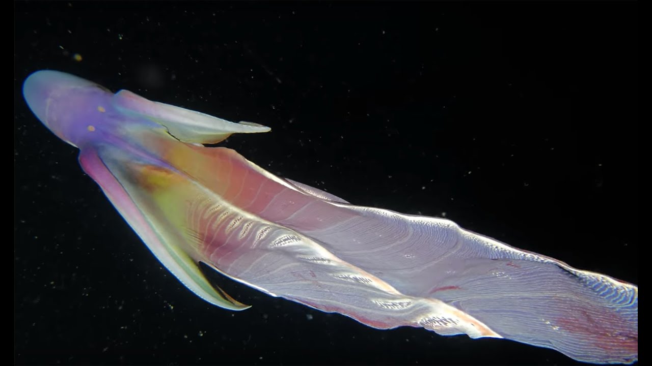 Blanket Octopus - Animal of the Week