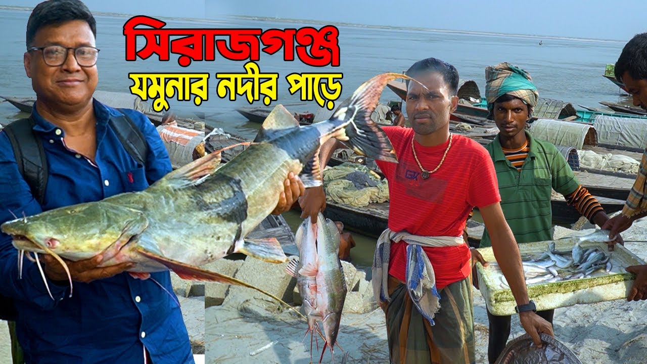 সিরাজগঞ্জের যমুনা নদীর বিশাল বাঘাইড়, আইড় ও  বড়শি দিয়ে ঘাউড়া মাছ কেমন দামে বিক্রি হয়
