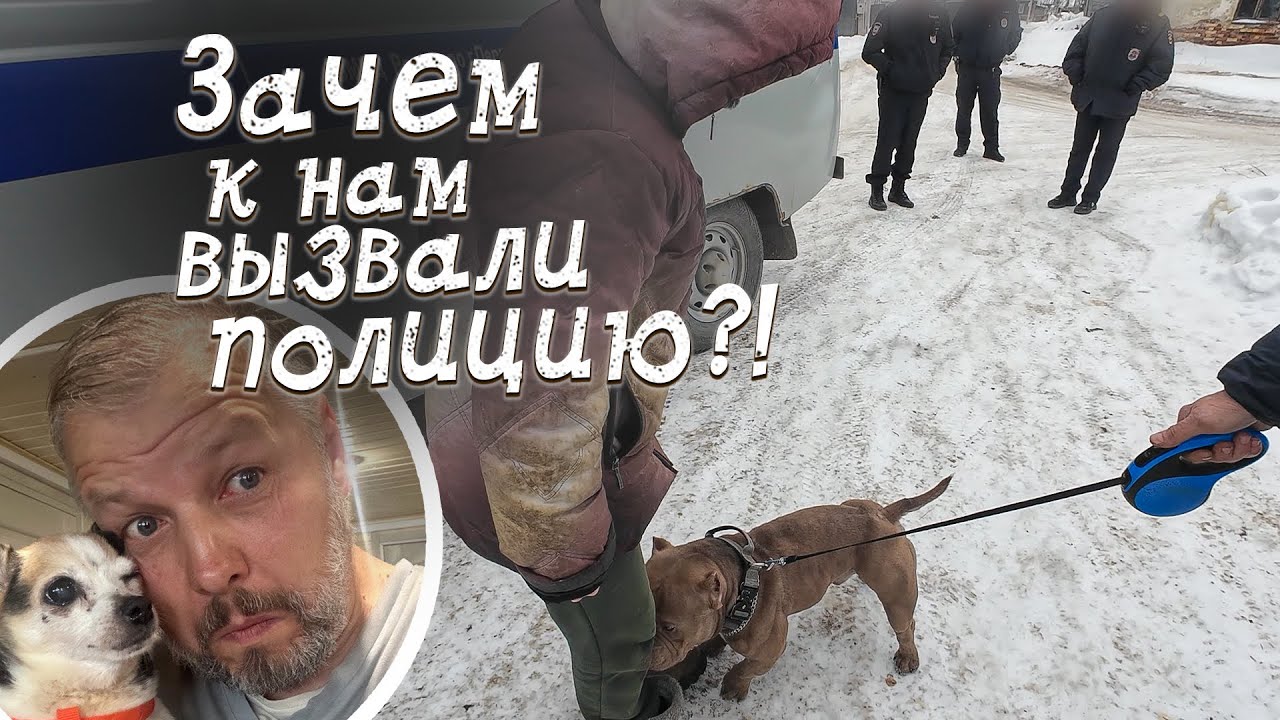 ВЫЗВАЛИ ПОЛИЦИЮ В ПРИЮТ! Что случилось? Кто этот милый бульдожек?!