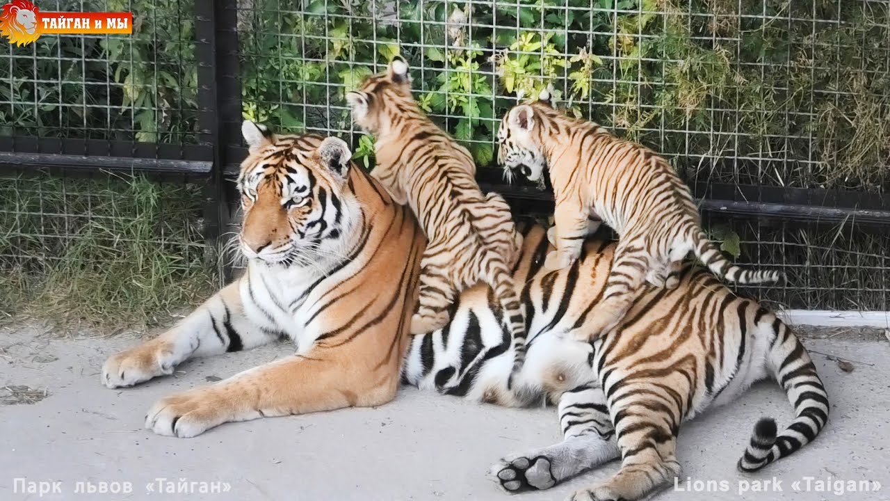 Как тигрица Скарлетт детям мясо на ужин принесла. Тайган. Tigers life in Taigan.