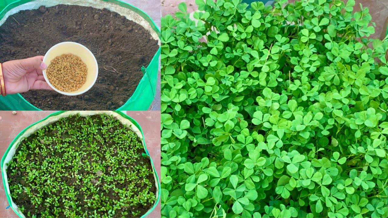 How To Grow Methi (Fenugreek) Leaves In Grow Bag or Pot At Home Garden (Full Updates)