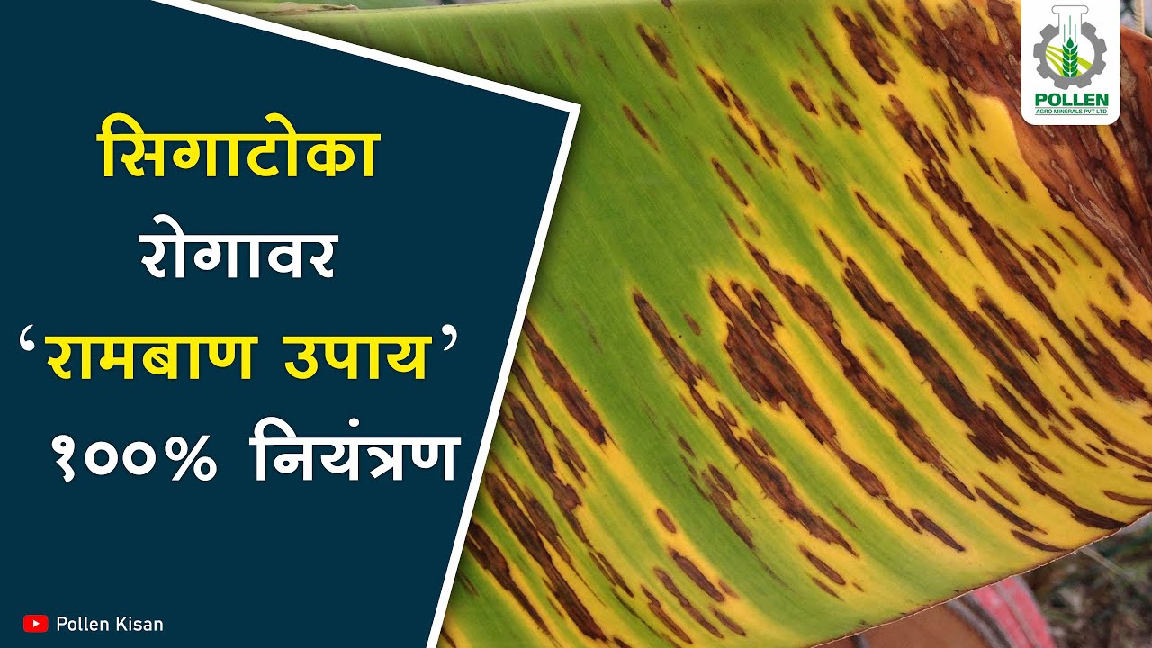 सिगाटोका रोगावर १००% नियंत्रण । Pollen Kisan