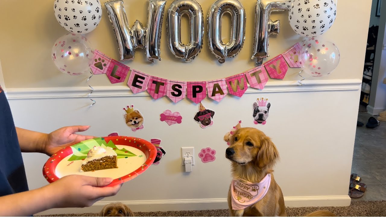 Seong-mi’s 1st Birthday Pawty 🥳💛🦮🐾 | Happy 1st Birthday Seong-mi 🎉🎈🎊🎁 | Golden retriever