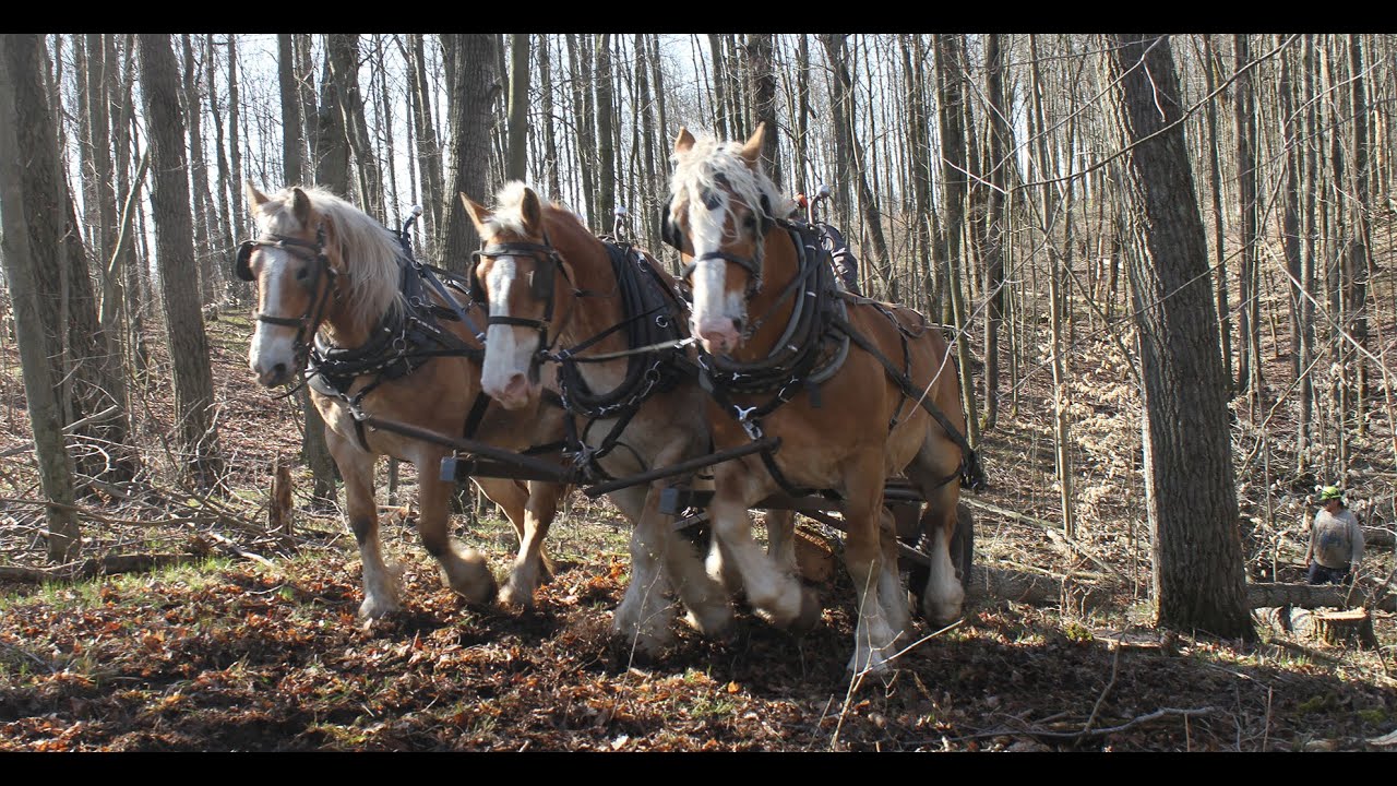 David Lash All American Horse Logging