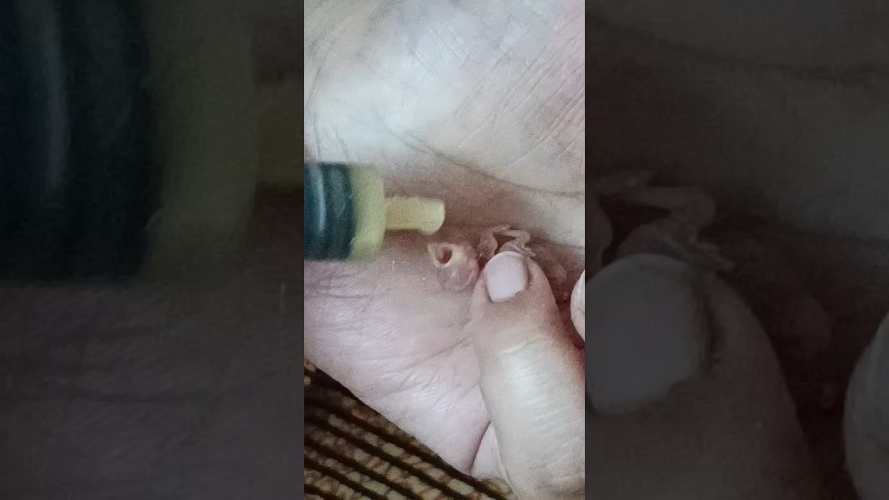Finch feeding formula| Cute finch baby eating|#finch#fypシ #viral#shortsvideo #helpful#finch