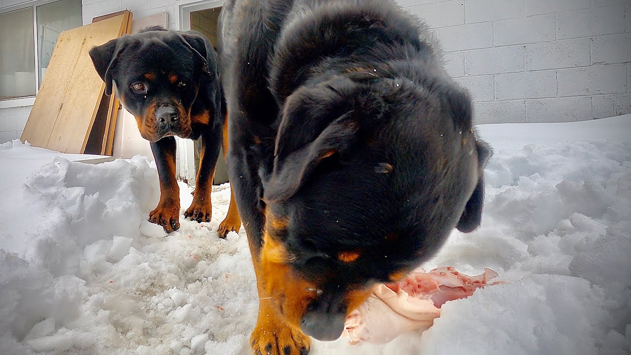 How To Feed Raw Food Diet To Dogs