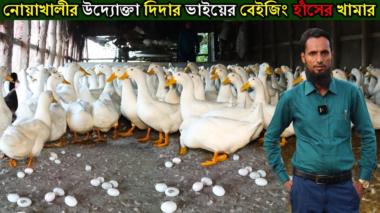 নোয়াখালীর উদ্যোক্তা দিদার ভাইয়ের বেইজিং হাঁসের খামার করে বছরে লক্ষ টাকা আয়।Peking Duck Farming
