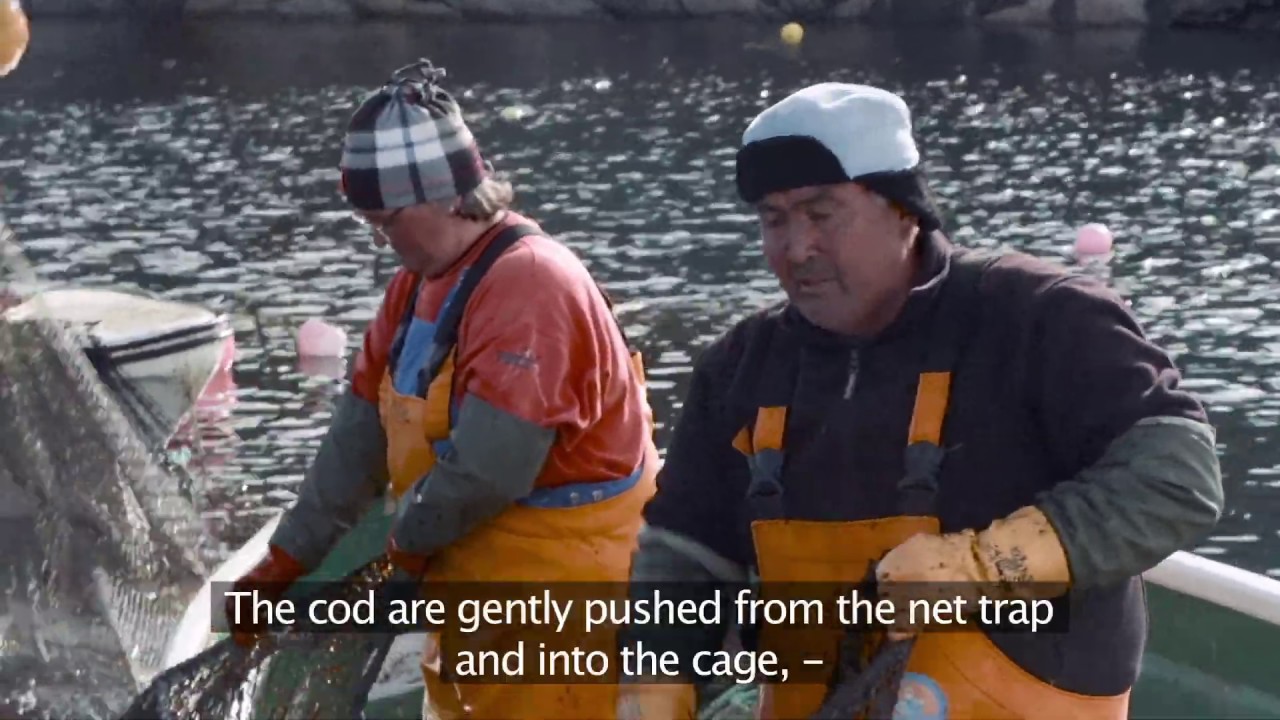 Nutaaq® cod by Royal Greenland - fishery and processing