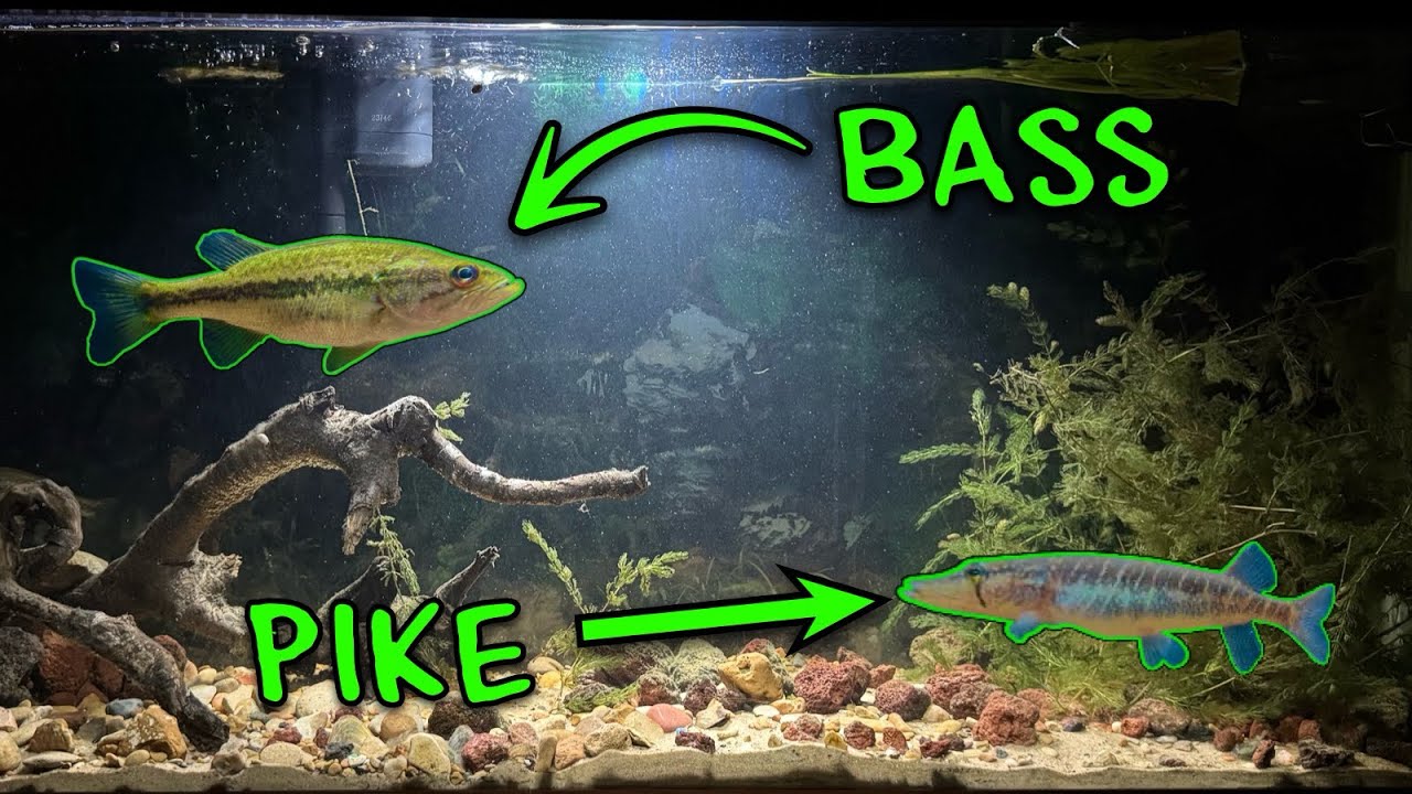 Building An 80 Gallon Native Species Fish Tank Ecosystem! (Largemouth Bass and Grass Pike!)
