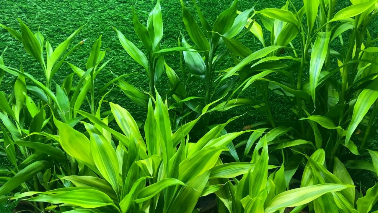 Lucky Bamboo propagation in Sand,Soil and water | How to propagate lucky bamboo