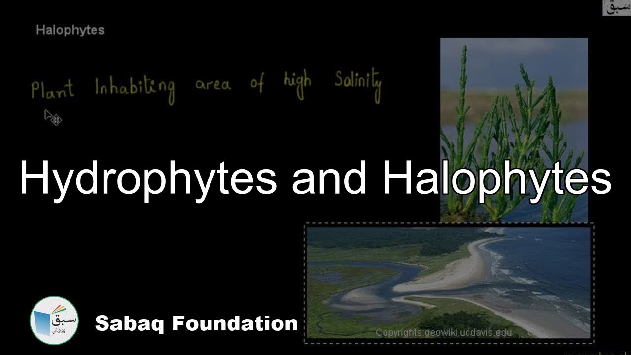 Hydrophytes and Halophytes, Biology Lecture | Sabaq.pk