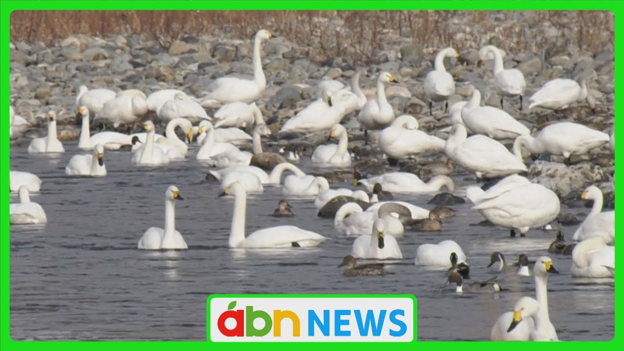 シベリアから4000キロの旅「冬の使者」コハクチョウ　3シーズンぶりに400羽超え幻想的な白鳥湖の朝(abnステーション　2026.02.03）