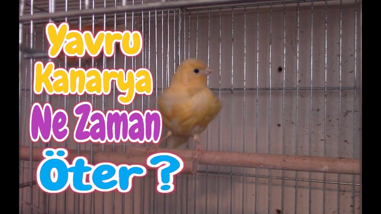 Yavru Kanarya NE ZAMAN ÖTMEYE BAŞLAR | Kaçıncı Ayda ÖTÜŞÜ OTURUR ?